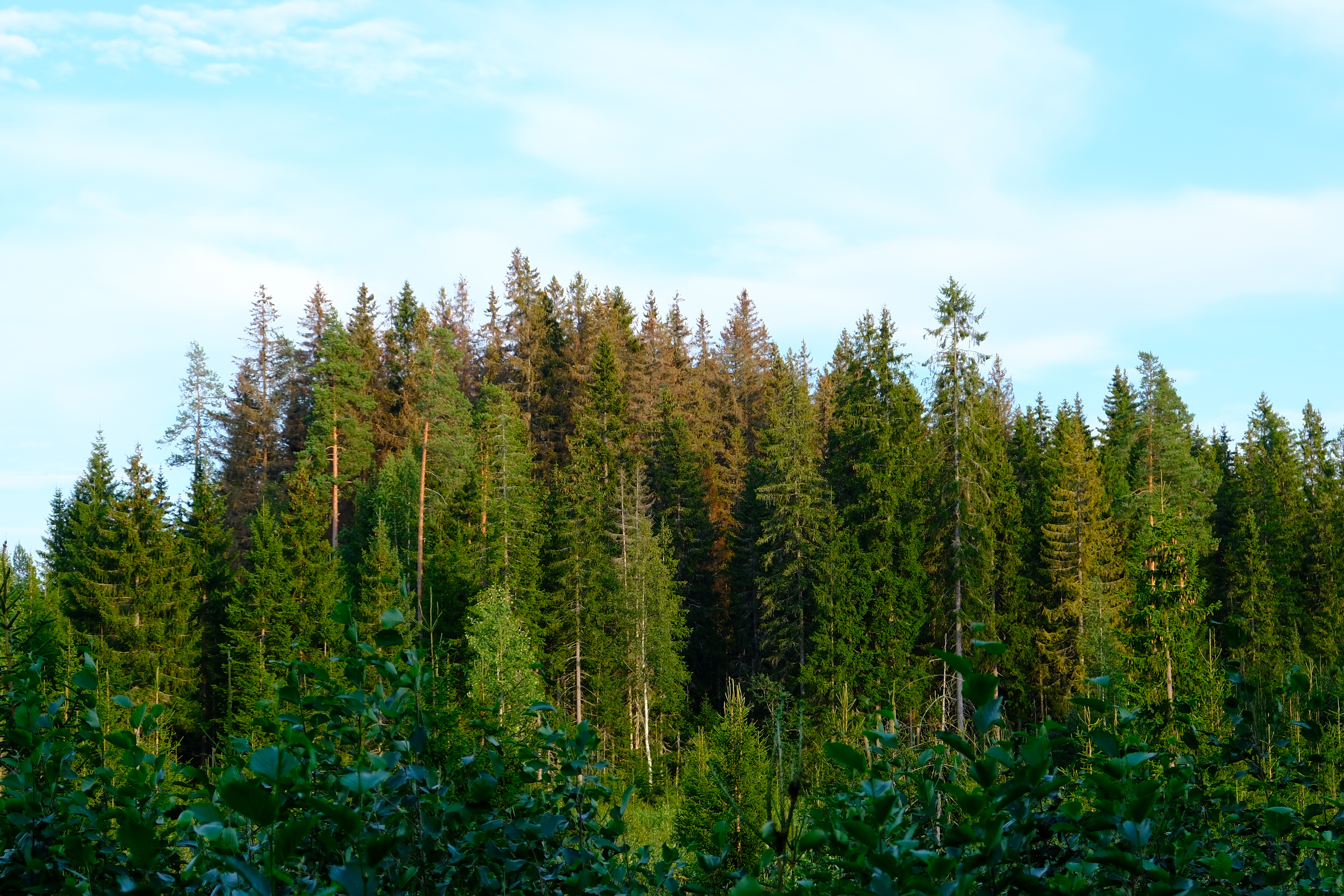 Kuolleet%20kuuset%2C%20Nuijamaa%2017.8.2023_Juho%20Kokkonen%20Mets%C3%A4keskus.JPG