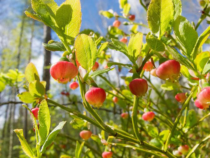 Mustikan kukkia, taustalla sininen taivas.
