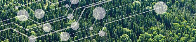 Aerial picture of a forest