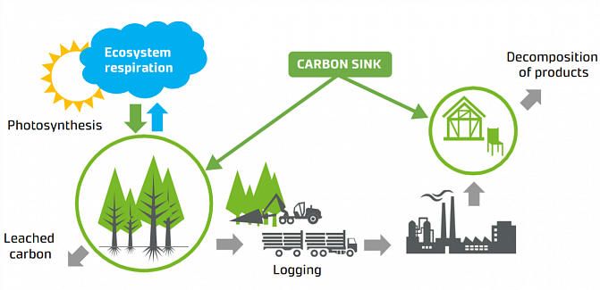 Carbon cycle and carbon stocks 