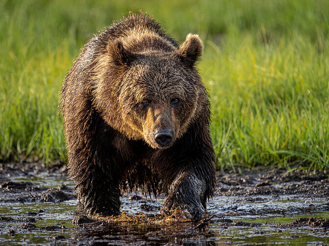 Björnen går på grunt vatten.