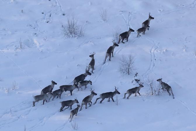 Skogsrenar i vinterlandskapet.