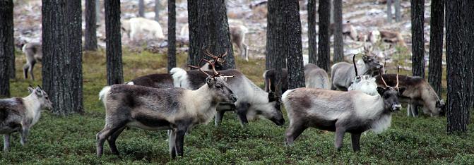 Pomuri-hankkeen bannerikuva