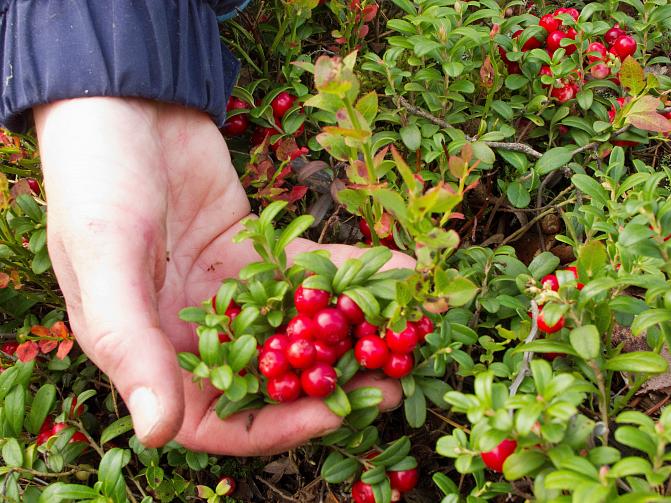 Kypsiä puolukoita poimijan kädessä