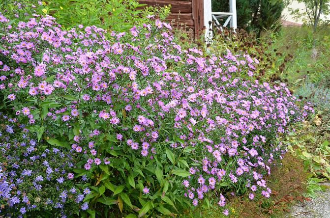 Puutarhassa kukkiva syysasteri