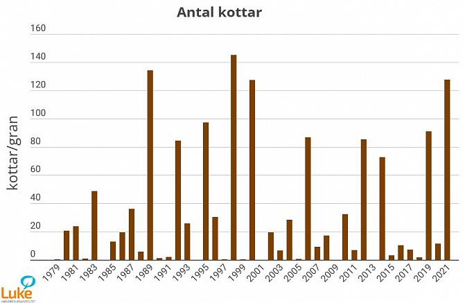 Den genomsnittliga mängden kottar per träd för blomningsåret i observationsbestånd för fröskörd i södra Finland under 1979–2021.