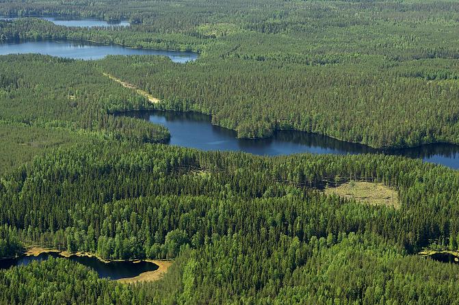 Boreal forest view in an aerial picture