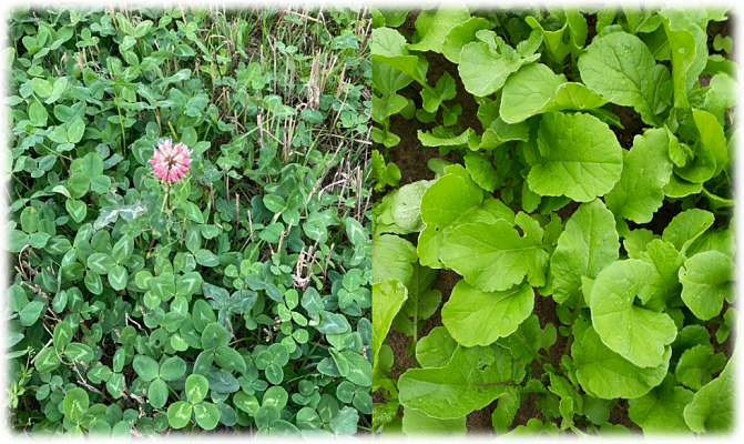 Ikivihreä  hankkeen bannerikuva