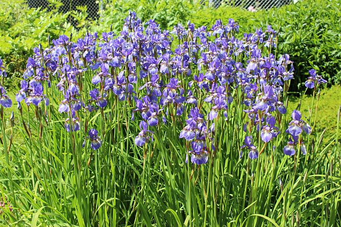 Sinikukkainen siperiankurjenmiekka kukkii