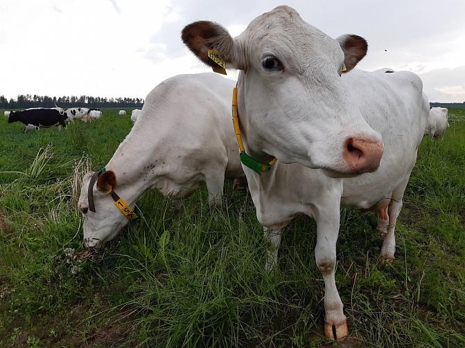 Pohjoiset tunturikarjat -kuvassa nautaeläin