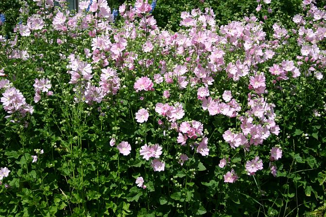 Harmaatalvikki kukkii vaaleanpunertavilla kukilla