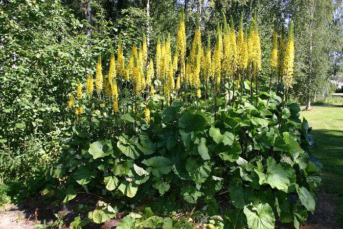 Lapinnauhus kukkii keltaisin kukin