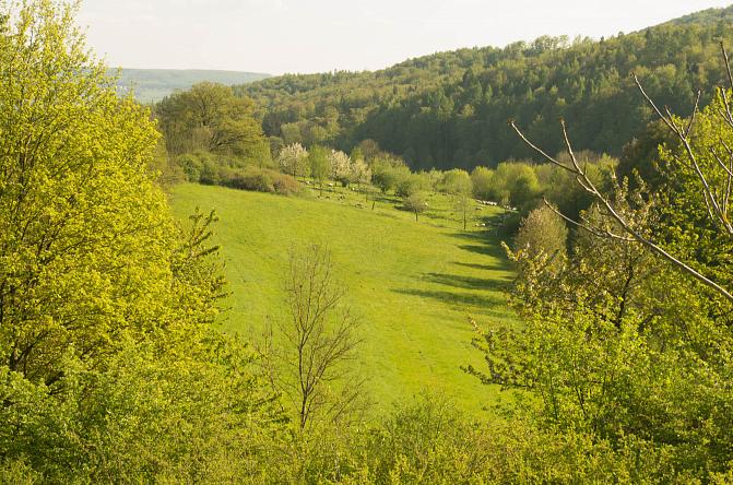 Temperate zone forest
