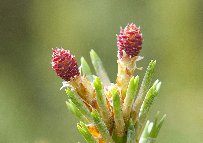 två kvinnliga tallblomställningar