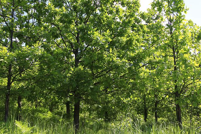 Vihreää ja kesäistä tammimetsää täydessä lehdessä.