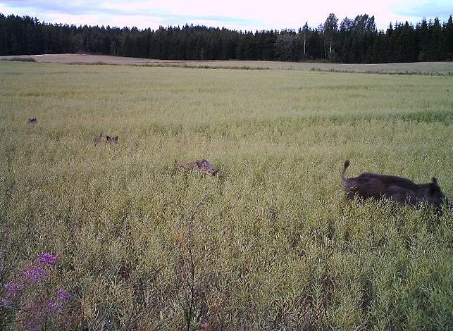 Villisika juoksee pellolla