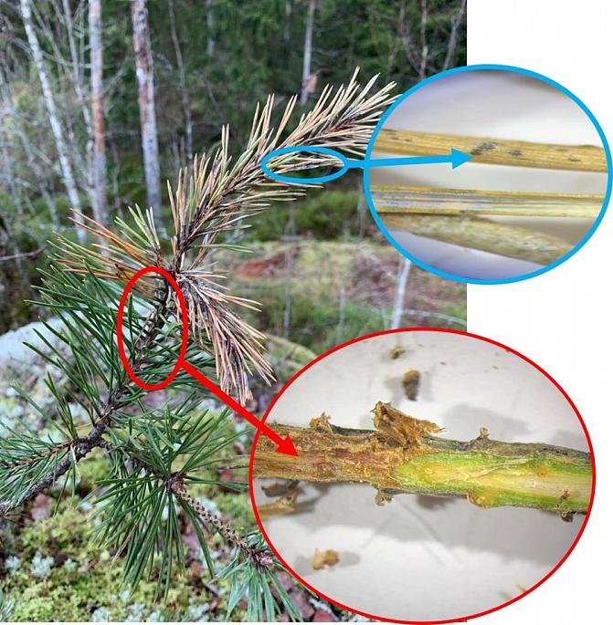 Kuvassa havainnollistetaan havuparikkaan etenemistä mäntyä tuhoten.