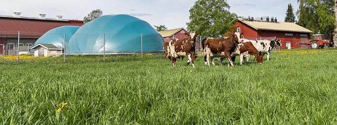 VarmaNurmi -hanke Lehmät-laiduntavat-Maaningalla