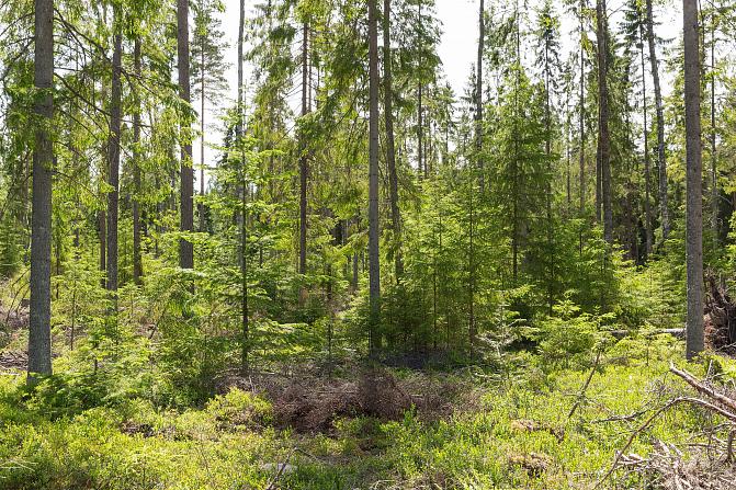Eri ikäistä puustoa keväisessä metsässä