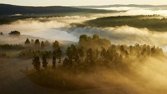 Flygfoto över skog och dimma