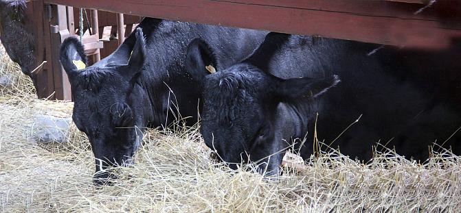 Beefgeno -hanke Nauta-kansikuva