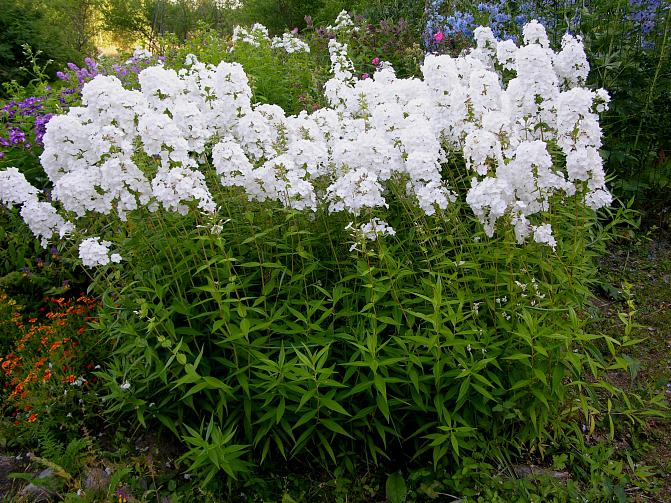 Valkoisia leimukukkia penkissä.