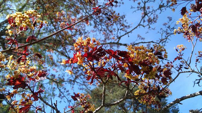 Hurmevaahtera kukkii värikkäästi.