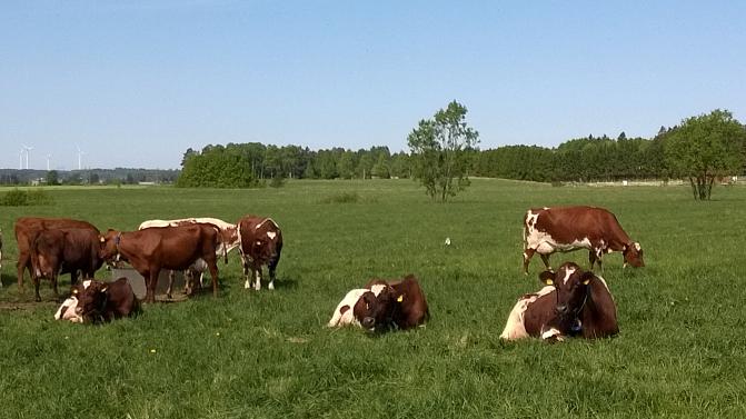 A-lehmä-Makera -hankkeen kansikuva