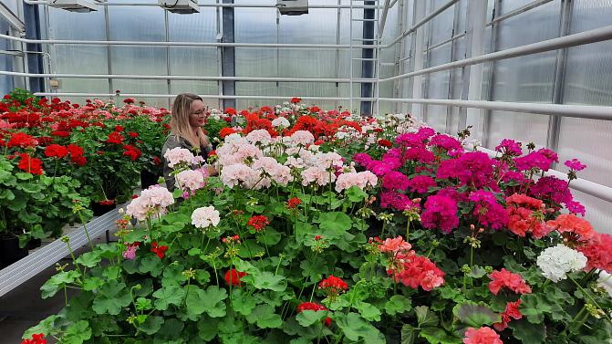 Pelargoni - Artikkelikuva