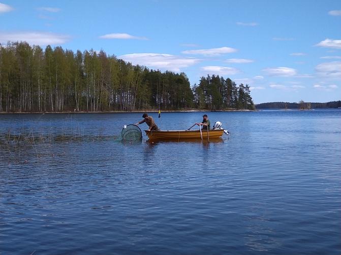 Kuvassa koetaan norppaturvallista rysää. 