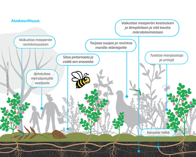 Piirroskuvassa on kuvattu sitä, mihin metsäkasvillisuus vaikuttaa. Sisältöä on avattu projektin kuvaustekstissä.