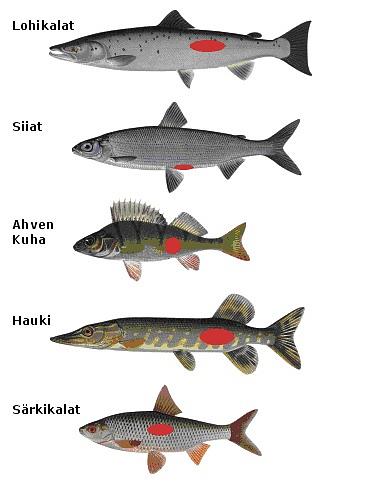 Kuvassa esitetään kohdat, joista eri kalalajeilta otetaan suomunäytteet