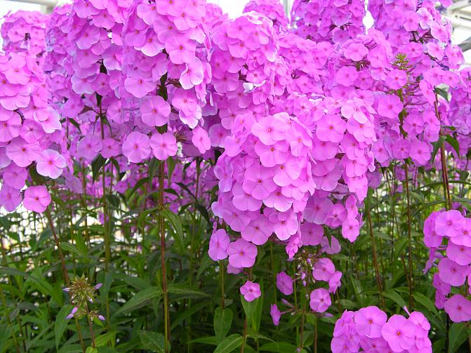 Fuksianpunainen täpläleimu kukkii penkissä.