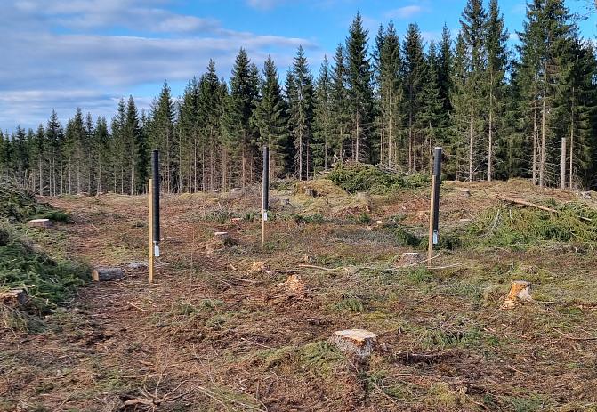 Rörformade fällor har apterats med feromon som lockar granbarkborrar och fällorna har placerats vid kantskogen i ett solexponerat färskt hygge som är utsatt för granbarkborrar.