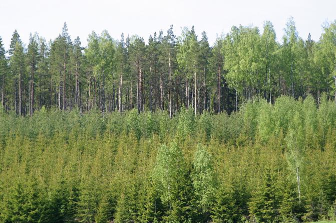 Etualalla mäntyä ja kuusta kasvava noin 15-vuotias taimikko. Taustalla varttunut sekametsä.