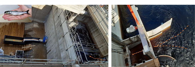 Kuvassa smolttien kiinniottolaite. Laitteen toimintaperiaate kerrotaan kuvatekstissä.