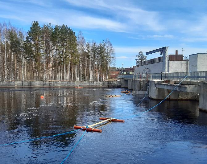 Kuvassa näkyy kelluvia PIT-merkittyjen kalojen seuranta-antenneja.