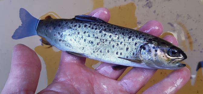 Kiinniottolaitteella saatu luonnossa syntynyt järvitaimensmoltti