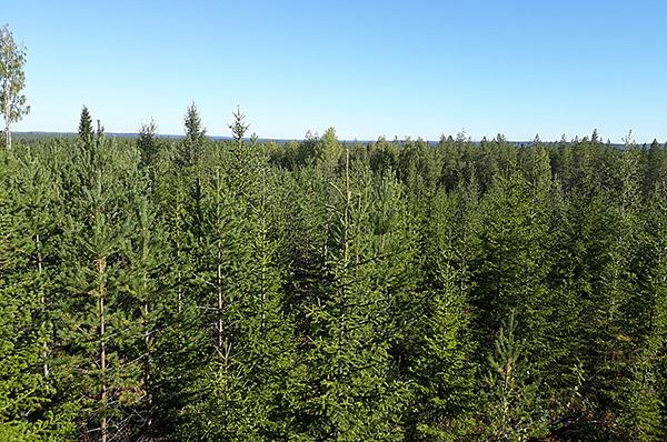 Korkealta kuvattu näkymä kesäiseen vihreään metsään, jossa kasvaa kuusia ja mäntyjä.