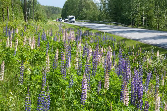 Kuvassa haitallinen vieraslaji komealupiini