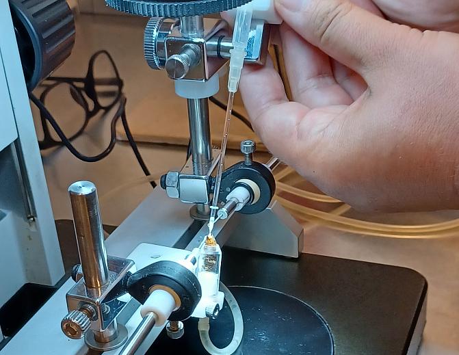 Tummamehiläisen keinosiemennys käynnissä laboratoriossa.