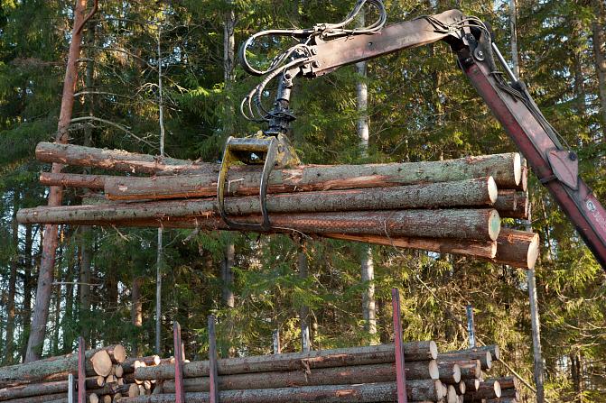 Puuta lastataan rekan perävaunuun.