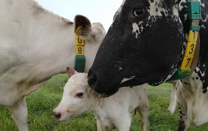 Kaksi lehmää huolehtii vasikasta.