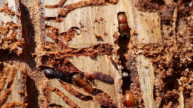 Kuusen kuoren alta paljastuneet nuoret kirjanpainajat, jotka ovat jääneet ruokailemaan käytäviin.