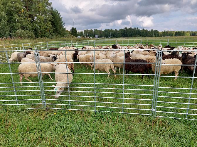 Aitauksessa suomenlampaita ja kainuunharmaslampaita.