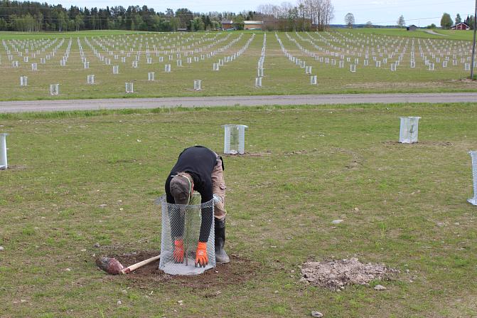 Etualalla mies kumartuneena asettamassa suojaverkkoa nuoren vartetaimen ympärille. Taustalla pellolla laaja, vasta perustettu siemenviljelysalue, johon suojaverkot on asennettu.