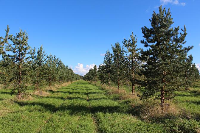 Männyn siemenviljelys