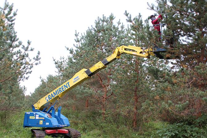 Männyn siemenviljelys, jossa kookkaita mäntyvartteita. Henkilönosturin lavalla ihminen keräämässä käpyjä vartteesta.