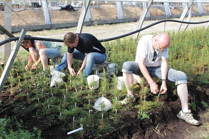 Kolme henkilöä istuu tekemässä varttamistyötä. Etualalla valmiita vartteita, eli perusrunkoja, joihin on liitetty latvaan varteoksa. Varttamiskohta sidottu vaalealla siteellä. Taustalla perusrunkoja, joihin ei ole vielä vartettu. 