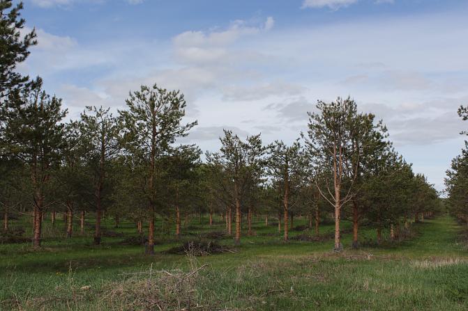 Pellolle istutettuja mäntyvartteita kasvamassa riveissä. Vartteet ovat kookkaita, ja niiden latvuksia on leikattu.